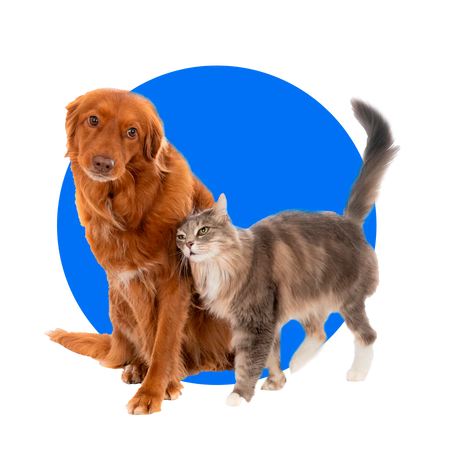 Mascotas